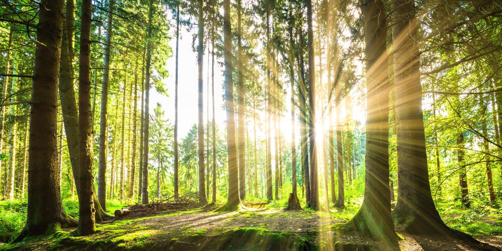 JELD-WEN Reports Strong Progress in 2024 Sustainability Report