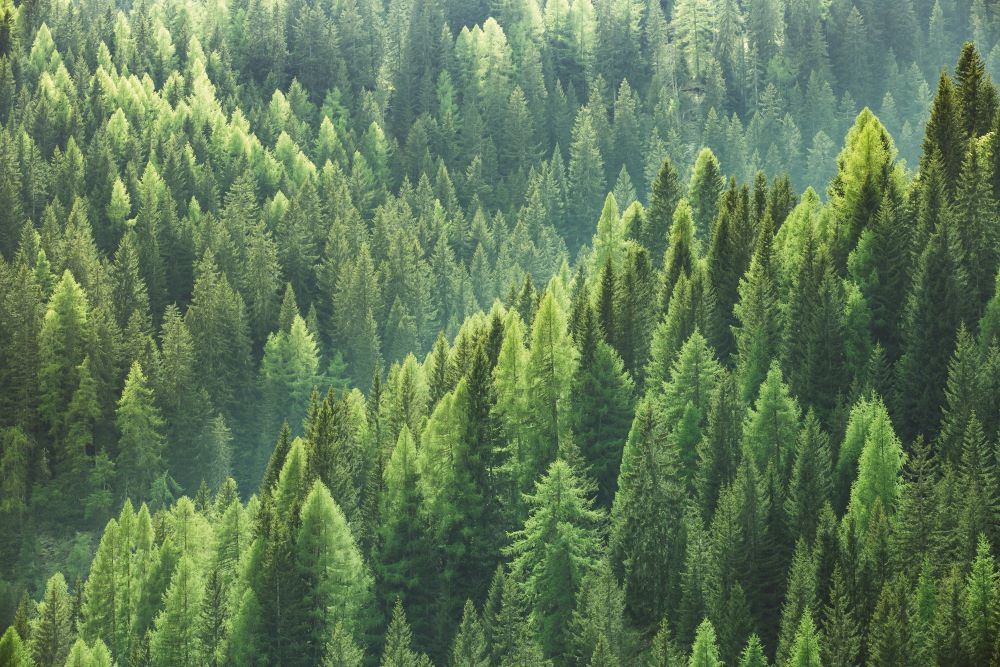 An aerial view of a forest.